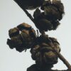 Cypresskottar vaxljusstake Cypresskottar vaxljusstake