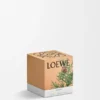Litet Cypresskottar-ljus Litet Cypresskottar-ljus