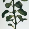 Medium Oregano-ljus Medium Oregano-ljus