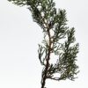 Stort ljus med cypresskottar Stort ljus med cypresskottar
