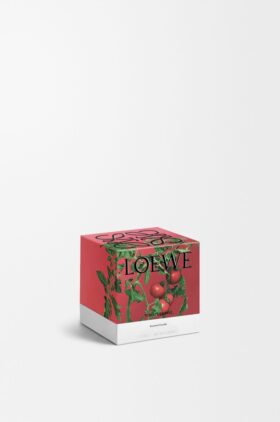 Ljus med små tomatblad