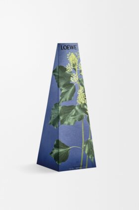 Ljusstake i murgröna